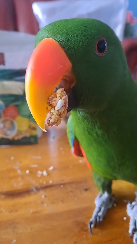 NorthernParrots's tweet photo. Thank you to Sherri: for this delightful video of her Eclectus! #eclectus #parrotfun #explore https://t.co/91zKsrXBkC