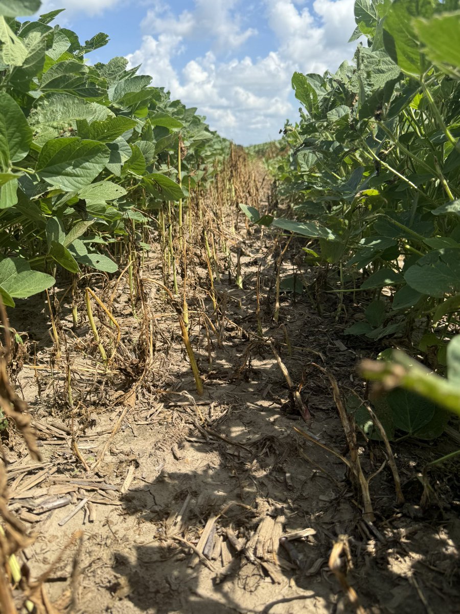 Making that Glufosinate work even better with the addition of BB5 Platinum, decreasing pH, improving water quality and in a cost effective way
#agronomy #adjuvant #plants