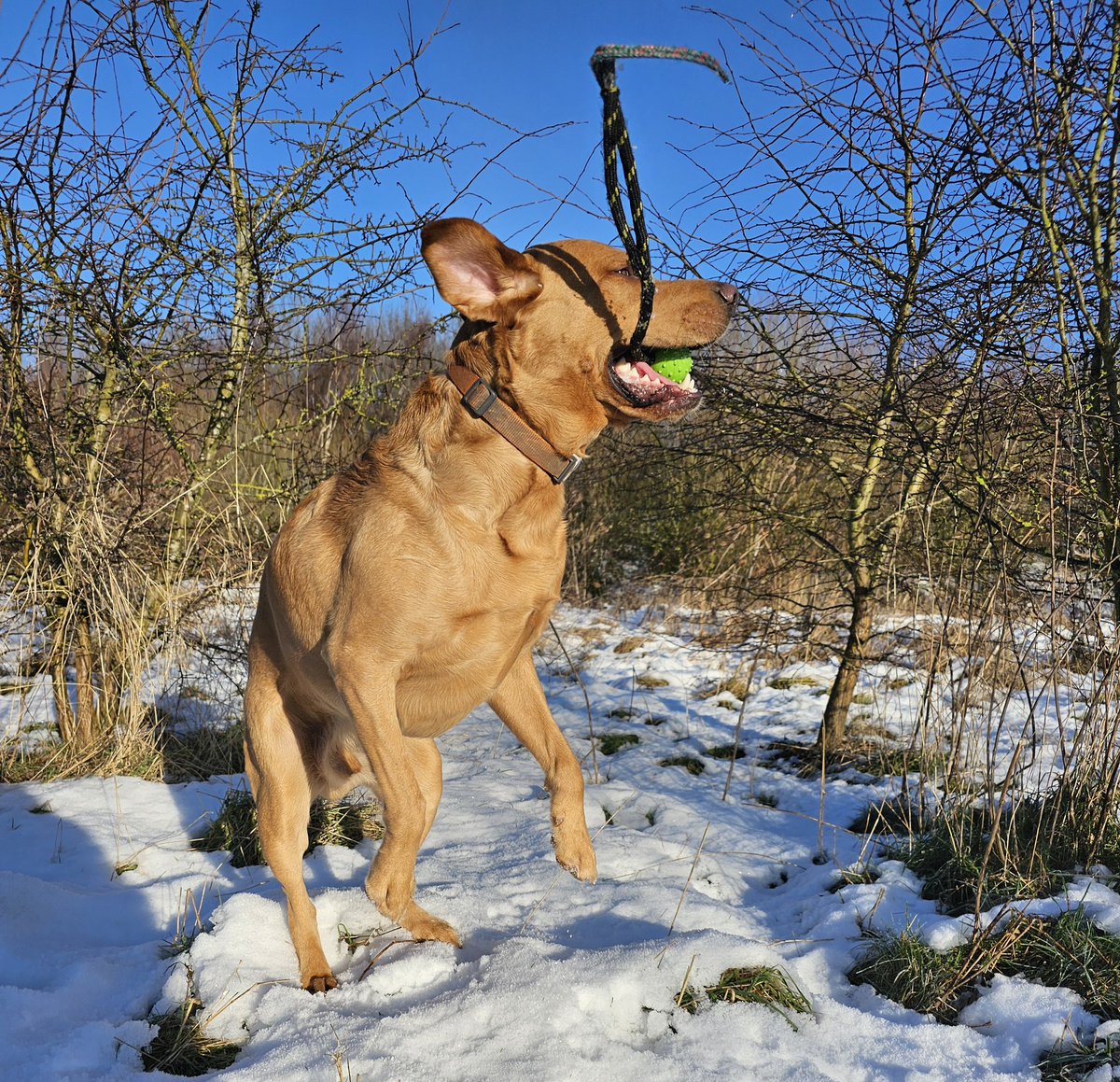Bailey misses his snow ❄️ and his rope ball 😊 #Baileydaily
