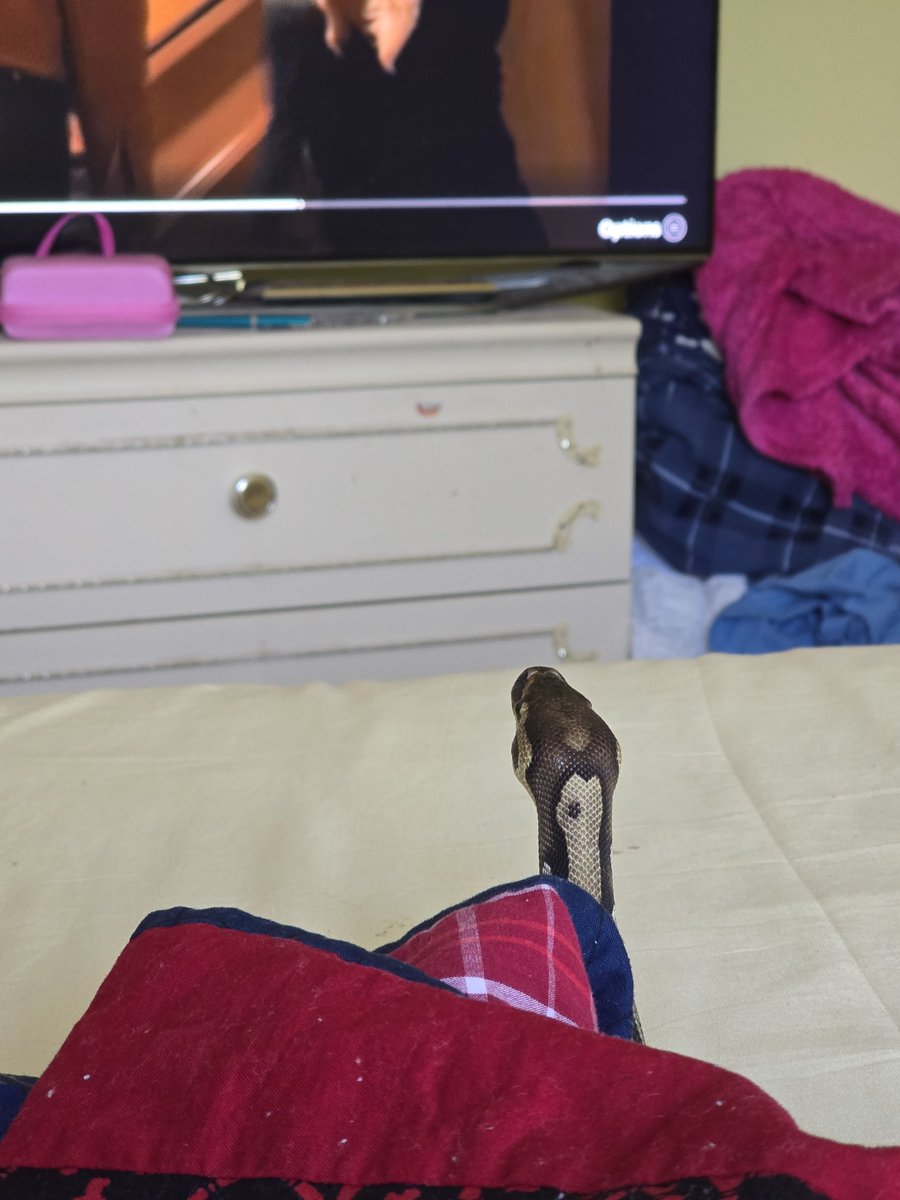 SerpentEmpress_'s tweet image. My snake watching The Osbournes. #royalpython #ballpython #snake #TheOsbournes