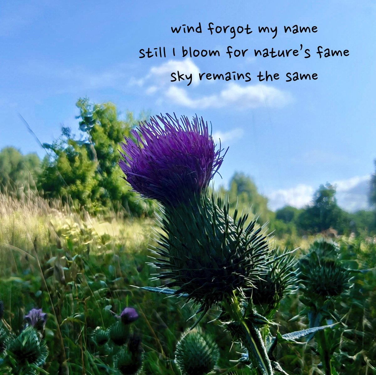 GM!

Actually evening here, but needed to write something with this picture I took during my sunday walk.

I hope you had a great weekend.