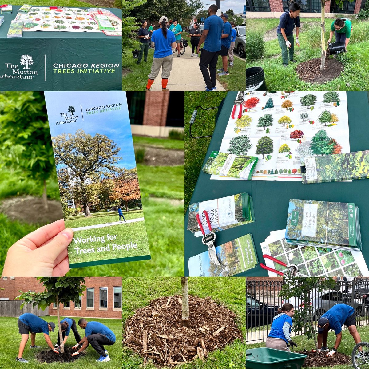 Illinois Medical District (@imdchicago) on Twitter photo In 2022, The <a href="/MortonArboretum/">MortonArboretum</a> Chicago Region Trees Initiative (CRTI) partnered with the IMD to plant 30 trees during a community event. π³ Only July 30, we returned to the site for a re-mulching workday to care for those young trees. πͺ In 2022, The <a href="/MortonArboretum/">MortonArboretum</a> Chicago Region Trees Initiative (CRTI) partnered with the IMD to plant 30 trees during a community event. π³ Only July 30, we returned to the site for a re-mulching workday to care for those young trees. πͺ
