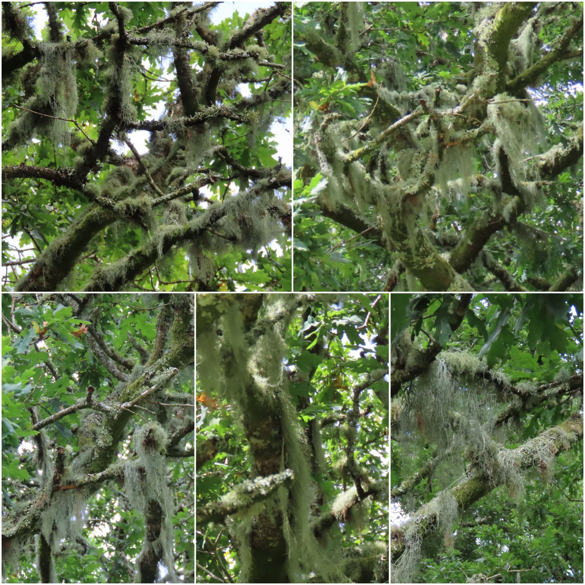 Trevor Wood (@woodpecker50) on Twitter photo Good morning all 🙋♂️ have a nice day 😊
The branches and trunk of this oak tree are sporting a very thick covering of Lichen.
Seen last week at Arlington Court, <a href="/nationaltrust/">National Trust</a>
#ThickTrunkTuesday #trees #TreeClub #NationalTrust Good morning all 🙋♂️ have a nice day 😊
The branches and trunk of this oak tree are sporting a very thick covering of Lichen.
Seen last week at Arlington Court, <a href="/nationaltrust/">National Trust</a>
#ThickTrunkTuesday #trees #TreeClub #NationalTrust