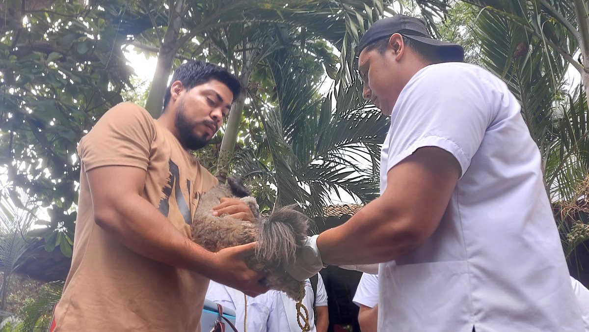 MINSA lanza Campaña de Vacunación Antirrábica Canina 2025 en Ticuantepe
#noticias #nicaragua
Más información 👉🌐 canal4.com.ni/minsa-lanza-ca…