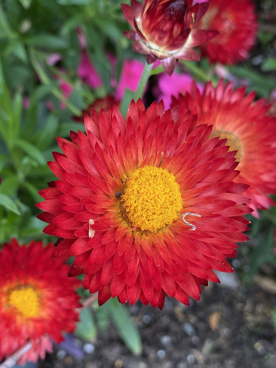 lynngerridog's tweet photo. Walking along flowered paths on #GranvilleIsland on #BCDay… https://t.co/hf4gHQxWCt