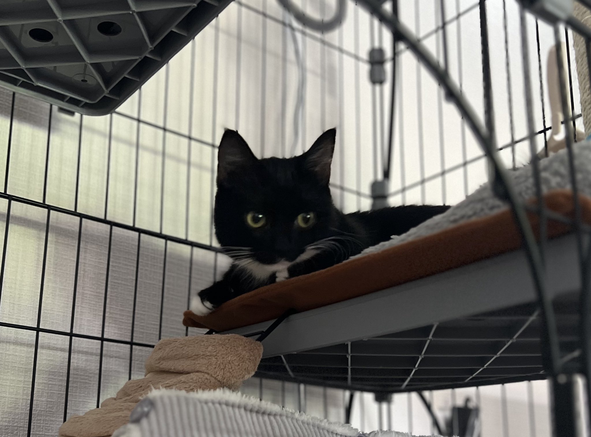 ねこ F_sHdemaUAAd5rZ.jpg