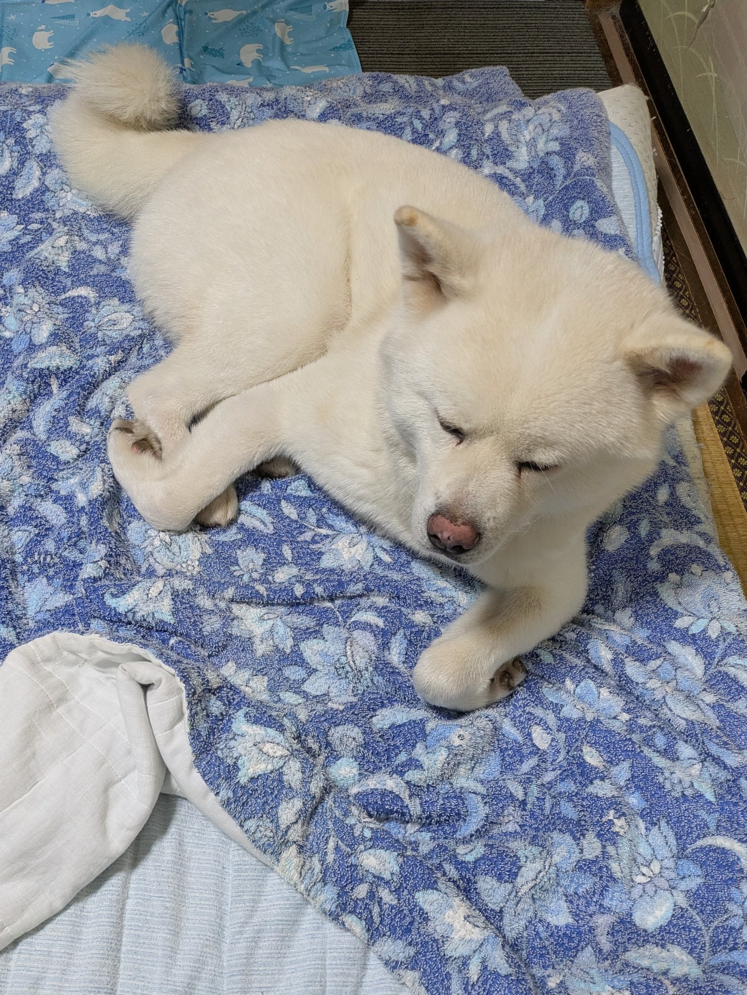 犬丸2点おまとめ 秋田犬 福丸 on X: 