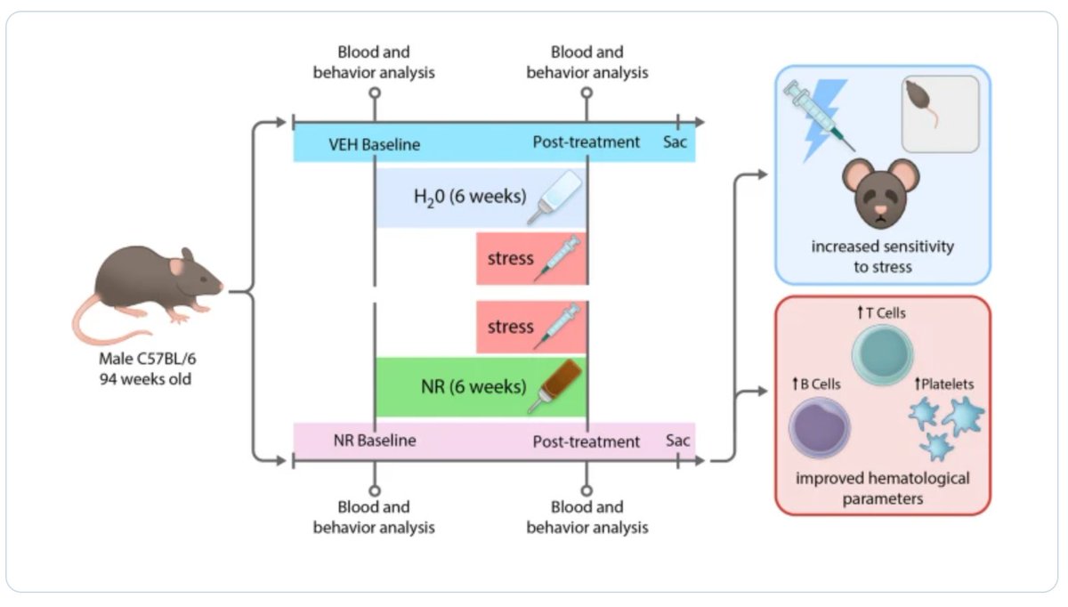 ❗New Open🔓Access Publication

🧪 Nicotinamide riboside treatment enhances stress sensitivity and modulates hematological dynamics in aged mice
👩‍🔬 By Luka Culig &amp; Isabel Beerman (<a href="/BeermanHSCaging/">Isabel Beerman</a>) et al.

This study shows that nicotinamide riboside (NR)—a widely studied NAD⁺