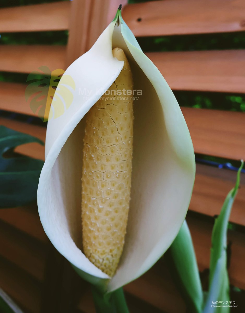 私のモンステラ (@mymonstera) / Posts / X