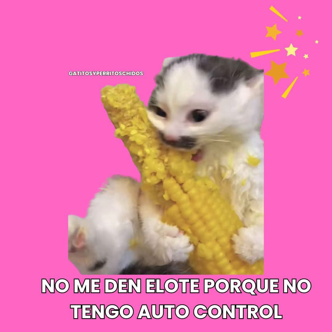 GYPCHIDOS's tweet image. elote lover 🌽💕