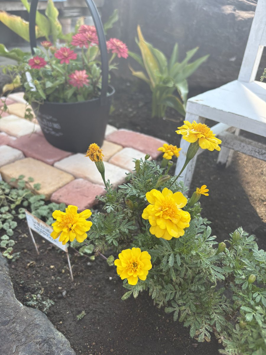 おはようございます😃😃
今日も朝からヤバイ暑さですよ💦💦
お庭のお花は元気、元気💕💕

#おはようございます　#ガーデニング　#マイガーデン　#マリーゴールド　#お花大好き