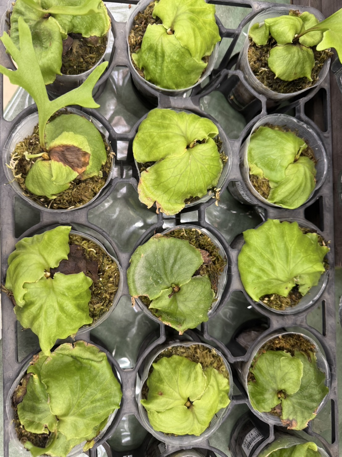アロカシア　２種セット　　値下げ不可 アロカシア | 希少植物の販売 アグラオネマ専門販売店
