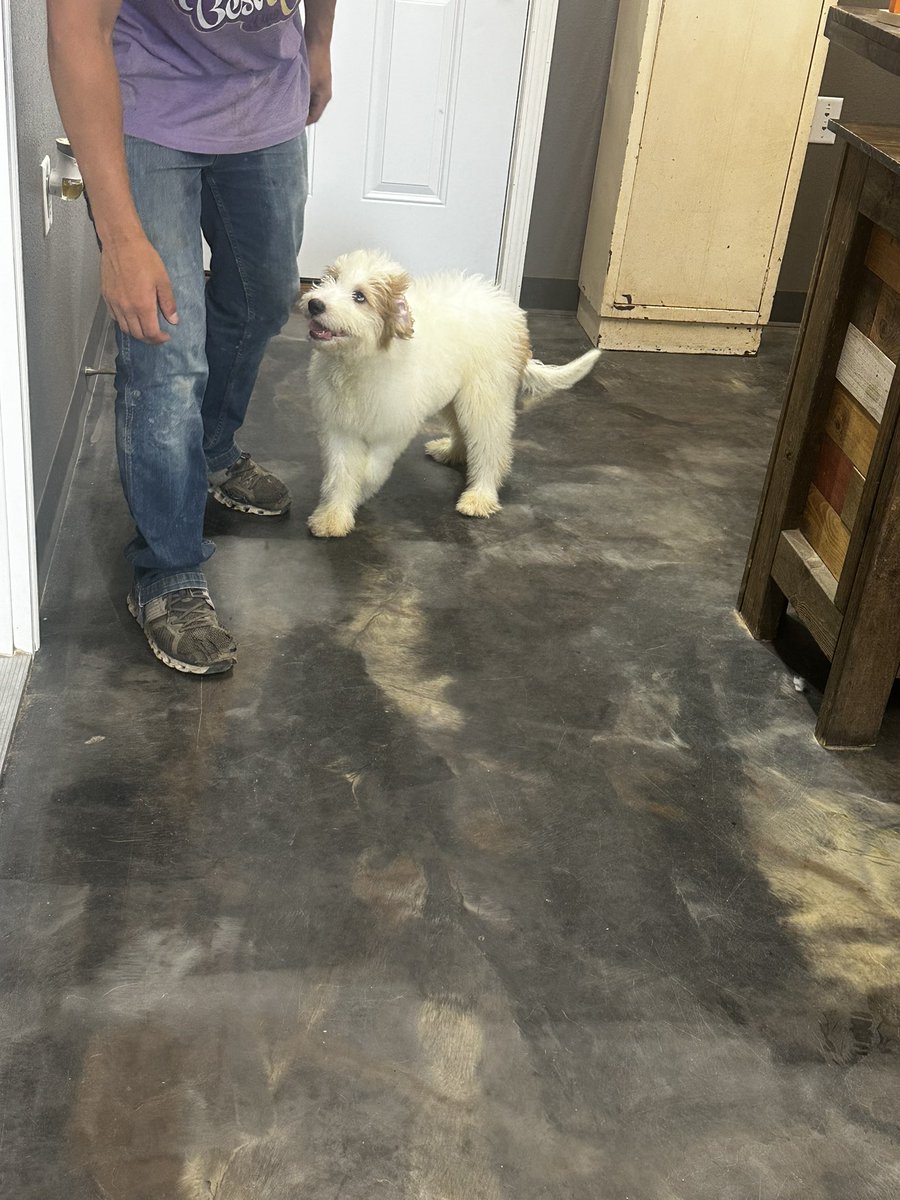 Tim Homan tweet media