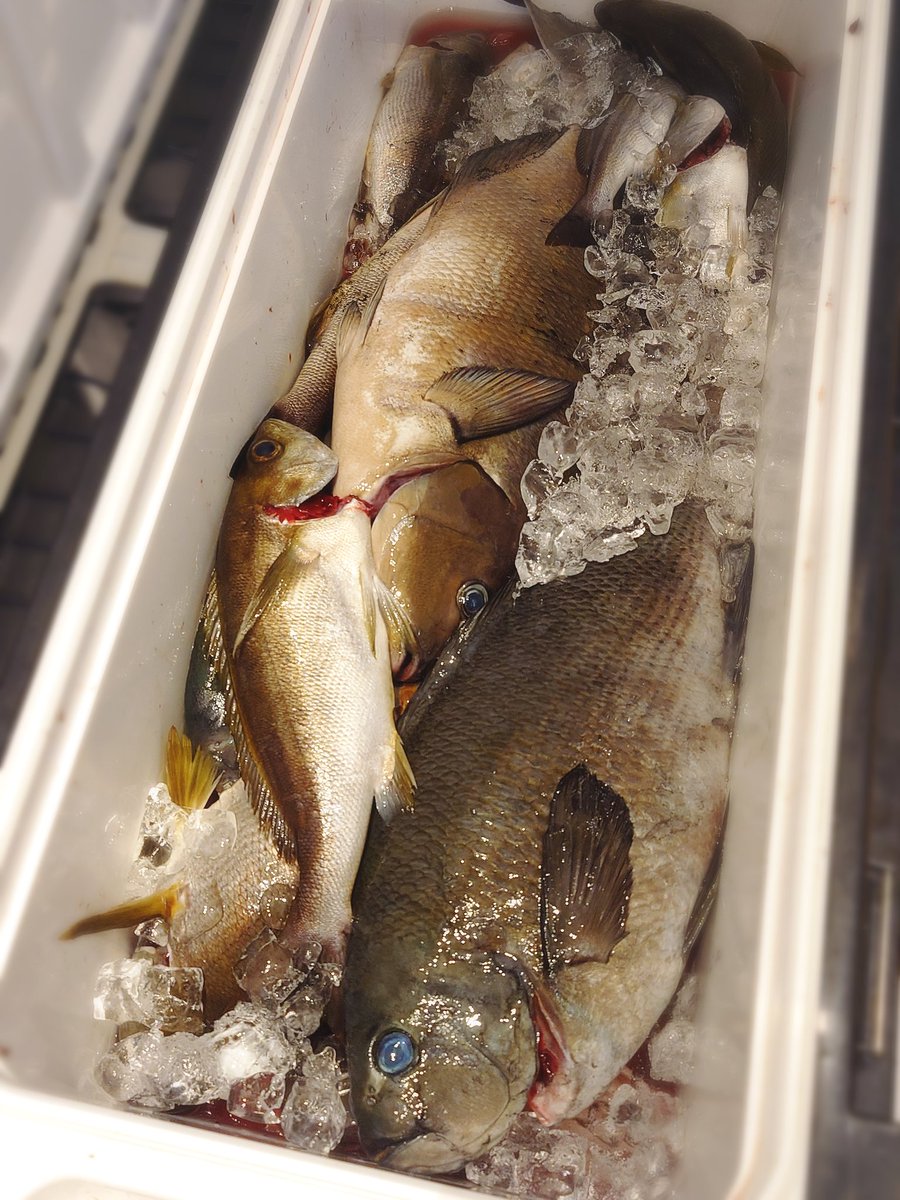 ガイズ5周年おめでとう🥳コロナ禍からずっとお世話になり友達も増えてFGに感謝🙏🥰今は、子育てや急用でFGできず過ごしていますが。久しぶりに父と会ったらイカ釣りに行ったようで大量のイカとイサキと60cmのメジナを釣って帰ってきました🦑こんなに釣れたら楽しいだろうな🎣✨FGでも釣りできないかな