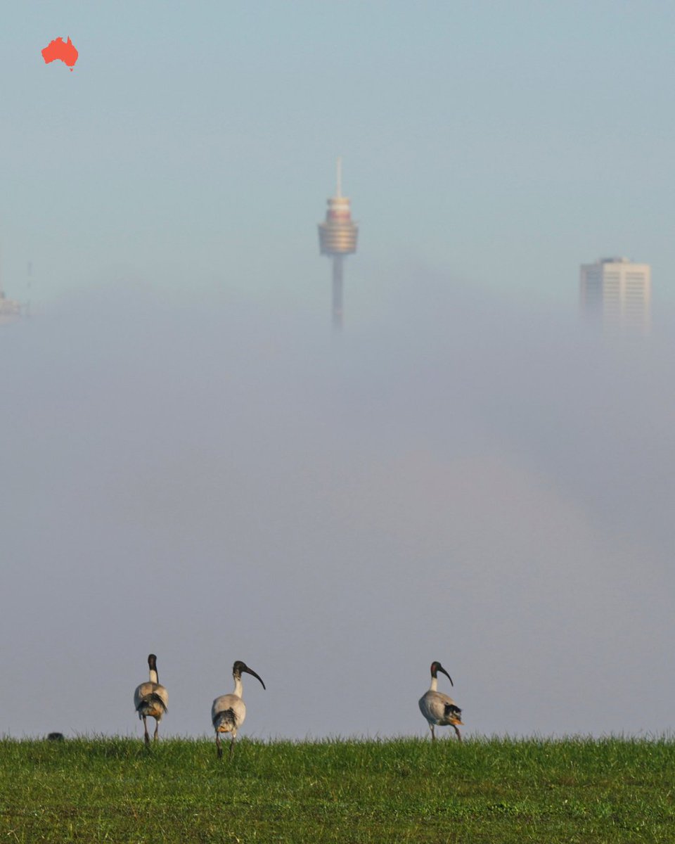 The Australian tweet media