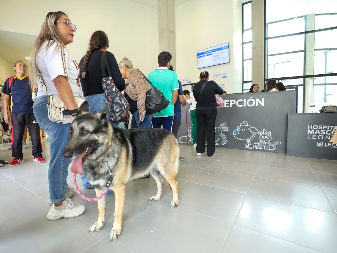 Comunicación León (@comunicaleonmx) on Twitter photo #AvanzaLeón 🐕 A casi un mes de su apertura, el Hospital de Mascotas León 450 ha superado expectativas, se han otorgado más de 3 mil servicios veterinarios.
<a href="/municipio_leon/">Municipio de León</a> <a href="/LeonSaludable/">Salud Municipal León</a>
n9.cl/1cmdo #AvanzaLeón 🐕 A casi un mes de su apertura, el Hospital de Mascotas León 450 ha superado expectativas, se han otorgado más de 3 mil servicios veterinarios.
<a href="/municipio_leon/">Municipio de León</a> <a href="/LeonSaludable/">Salud Municipal León</a>
n9.cl/1cmdo