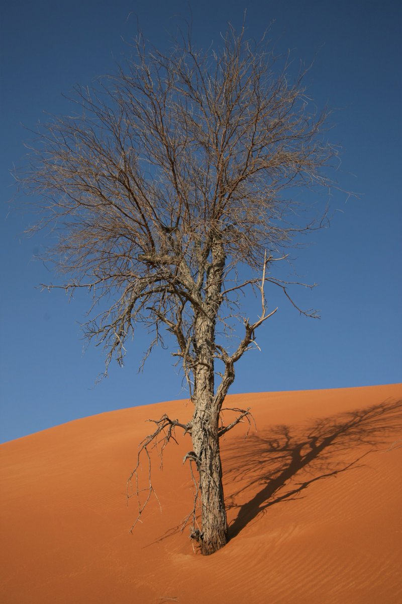 يموت الشجر واقف وظل الشجر ما مات
رياح الدهر تصرخ وهي تجرح جنوبه
لك الله شجر للموت ماترخي الهامات
لقت وقفتك يارافع الراس مهيوبه
شجوني لها مع وقفتك يا شجر وقفات
عيون النظرة مع نظرة الفكر مصحوبه
شموخ الشجر عبره لمن يفهم الشارات
والإنسان في غفلة والأيام محسوبه

#خالد _الفيصل