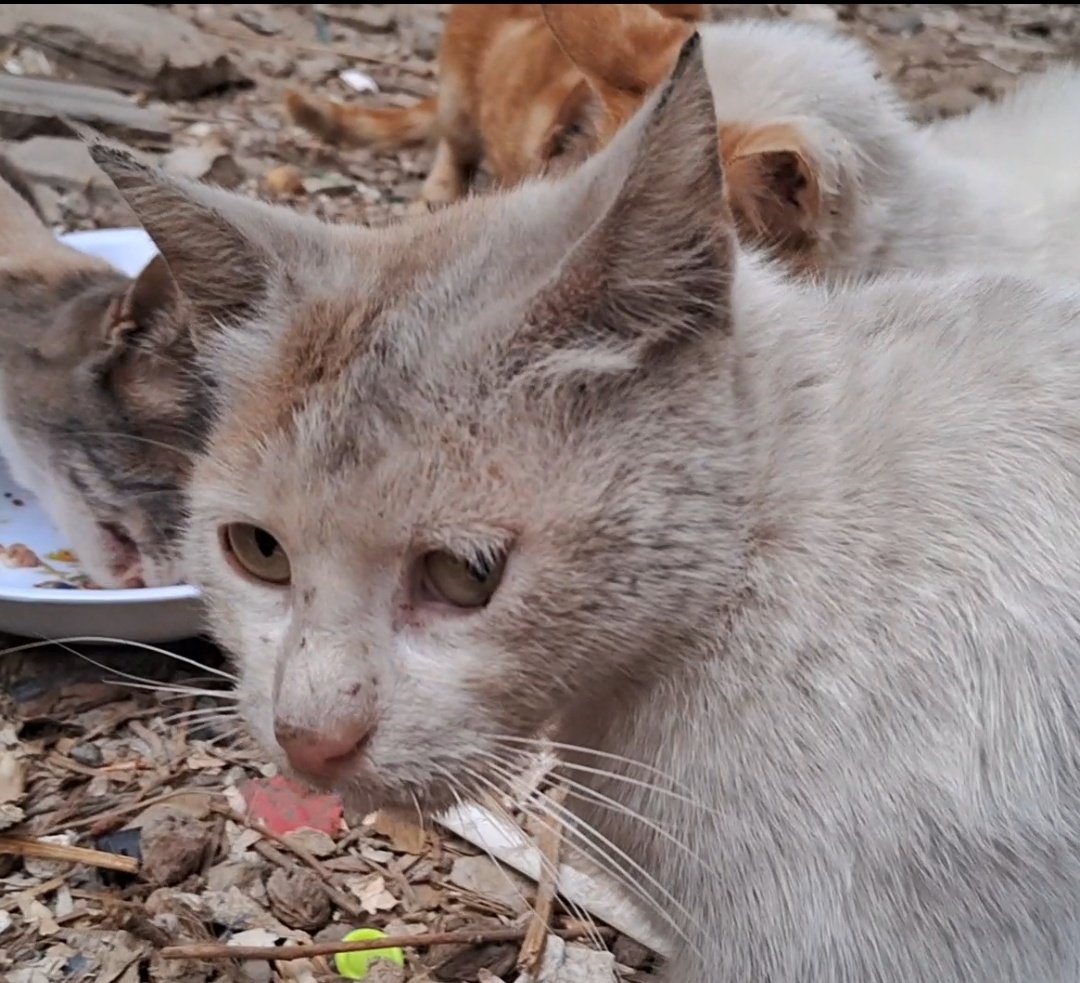 Please, don’t scroll past our suffering, we’re not just a passing post .. we are lives holding on by a thread, Please, if this message reached you, it’s because your heart still sees pa¡n and cares enough to act, our families and our beloved cats are starving. We sleep hungry. We