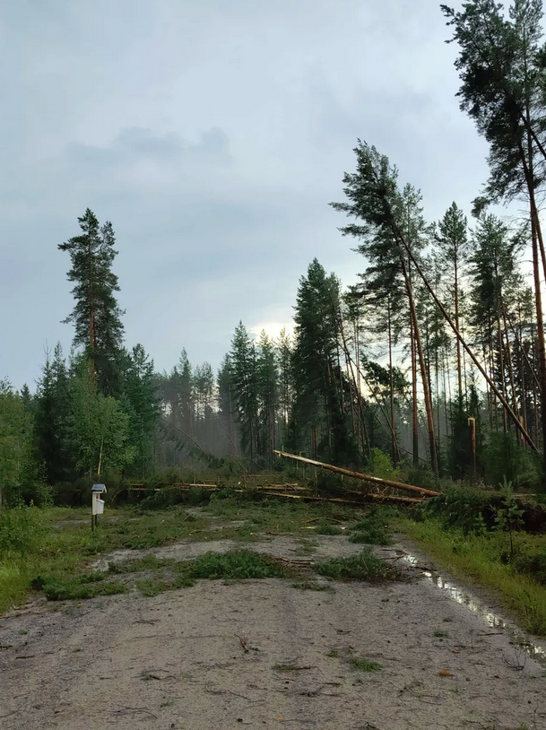 Forest damage from a likely downburst associated with a supercell in Alahärmä, Finland. #EUwx

Source: Iltalehti