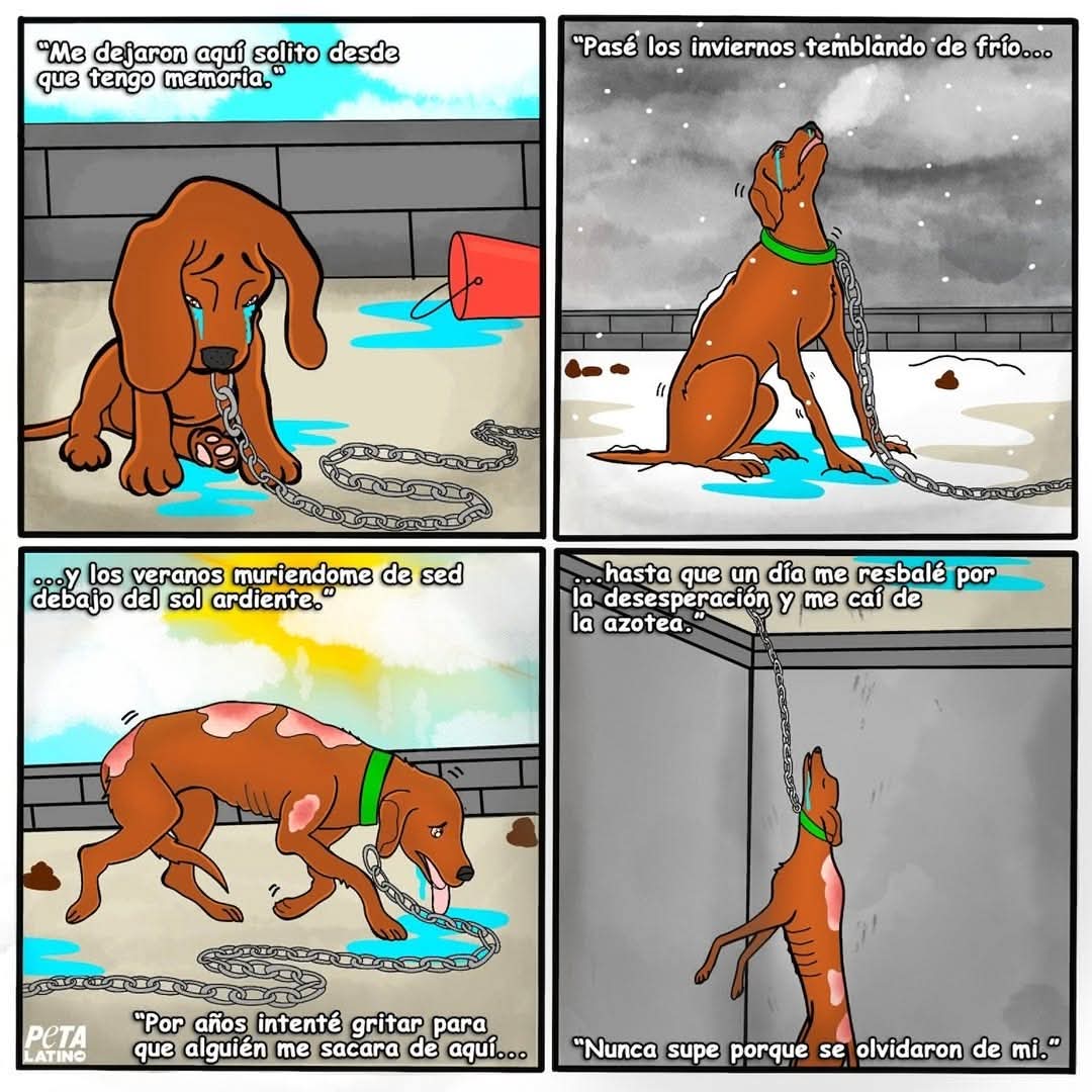 Si vas a tener un perro abandonado en la azotea, mejor cómprate un peluche.

Abandonar a un animal en azoteas, balcones o patios es #MaltratoAnimal y es considerado un delito.