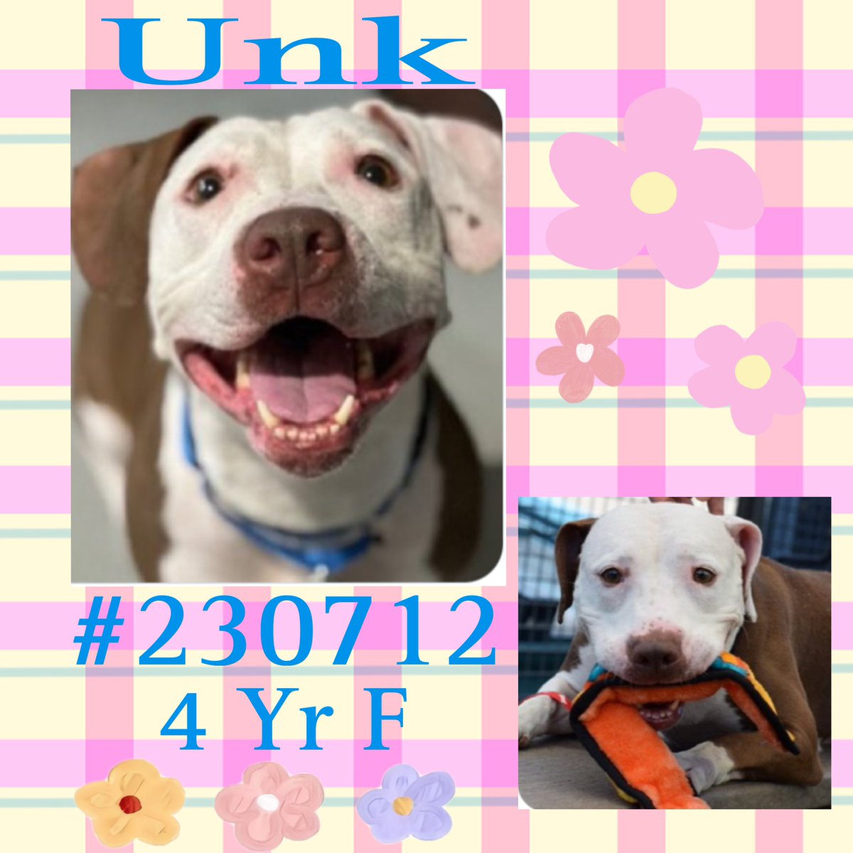 Char Bolen (@charbolen) on Twitter photo UNKπ. #230712 4yr old Girl β οΈ KILL LISTED 8/5!!!
NYCACC β οΈ This sweet beautiful girl is running
out of time and chances to stay alive!!
She's in danger and needs out!!
She needs a loving home π‘
#Adoptβ οΈ
#Fosterβ οΈπ
#Pledge4Rescue β οΈπ
Please Retweet to help save her β οΈππ UNKπ. #230712 4yr old Girl β οΈ KILL LISTED 8/5!!!
NYCACC β οΈ This sweet beautiful girl is running
out of time and chances to stay alive!!
She's in danger and needs out!!
She needs a loving home π‘
#Adoptβ οΈ
#Fosterβ οΈπ
#Pledge4Rescue β οΈπ
Please Retweet to help save her β οΈππ
