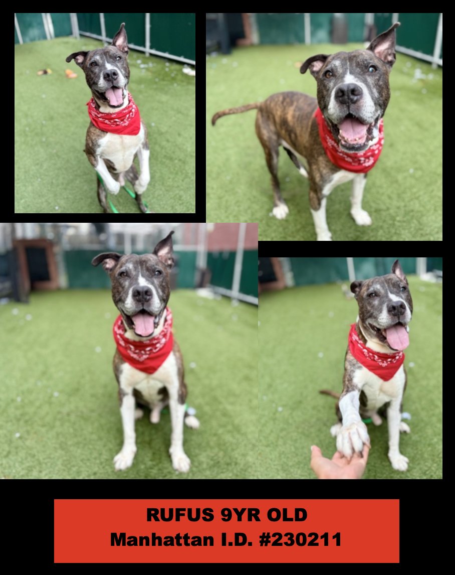Tootsismyname🏴☠️ (@beedodoobiedo) on Twitter photo 👋🏼Meet 9yr old gent RUFUS ♥️ #PriorityPlacement
#42DaysInShelter ~ help him find a path out of the germ factory that is the Manhattan ACC🦠 send a pledge to get him out with a #Foster / Rescue, ready 4 forever♥️
#AdoptASeniorDog ♥️nycacc.app/browse/230211 👋🏼Meet 9yr old gent RUFUS ♥️ #PriorityPlacement
#42DaysInShelter ~ help him find a path out of the germ factory that is the Manhattan ACC🦠 send a pledge to get him out with a #Foster / Rescue, ready 4 forever♥️
#AdoptASeniorDog ♥️nycacc.app/browse/230211