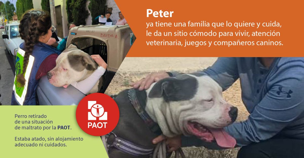 PAOT (@paotmx) on Twitter photo Peter🐕 vivía amarrado y sin alojamiento adecuado en un inmueble en Coyoacán. Fue retirado y ahora tiene un hogar lleno de amor, cuidados, paseos, muchos juegos y recibe atención veterinaria.
¡Juntos cambiamos la vida de 🐶 y 🐱 que sufrían maltrato! #CasoÉxitoPAOT
<a href="/AdoptaCDMX/">AdoptaCDMX</a> Peter🐕 vivía amarrado y sin alojamiento adecuado en un inmueble en Coyoacán. Fue retirado y ahora tiene un hogar lleno de amor, cuidados, paseos, muchos juegos y recibe atención veterinaria.
¡Juntos cambiamos la vida de 🐶 y 🐱 que sufrían maltrato! #CasoÉxitoPAOT
<a href="/AdoptaCDMX/">AdoptaCDMX</a>