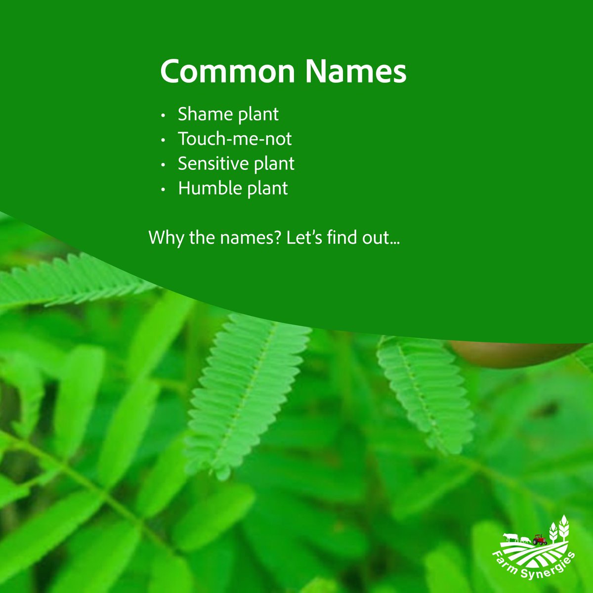 FarmSynergies's tweet photo. The plant that moves when you touch it 👆🏾🪴
Mimosa pudica – nature’s shy genius.
#FreeNatureFacts #ShyPlant #FarmSynergies https://t.co/Beh6WP235r
