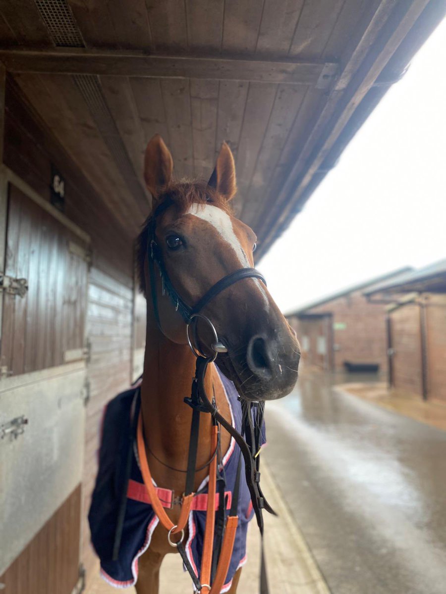Ursa Major Racing Ltd (@ursamajorracing) on Twitter photo Falcon Nine 🥇
You will not see an easier winner today
Delighted our first winner with <a href="/jardineracing/">Iain Jardine Racing</a>
Our 3 winner of August already 🥇🥇🥇
Absolutely brilliant 💛🩷 Falcon Nine 🥇
You will not see an easier winner today
Delighted our first winner with <a href="/jardineracing/">Iain Jardine Racing</a>
Our 3 winner of August already 🥇🥇🥇
Absolutely brilliant 💛🩷