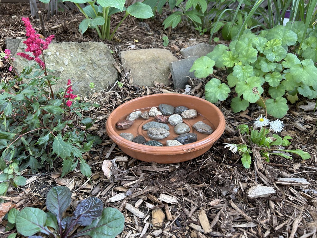 Brampton Grow Green (@bramgrowgreen) on Twitter photo #DYK bees drink water too? 🐝💧💚 
Help local pollinators this August by setting up a Bee Bath in your garden. 
All you need is a shallow dish with pebbles or marbles to give insects a safe spot to land and sip. 
Learn more 🔗: ow.ly/GygS50WsPAU #DYK bees drink water too? 🐝💧💚 
Help local pollinators this August by setting up a Bee Bath in your garden. 
All you need is a shallow dish with pebbles or marbles to give insects a safe spot to land and sip. 
Learn more 🔗: ow.ly/GygS50WsPAU