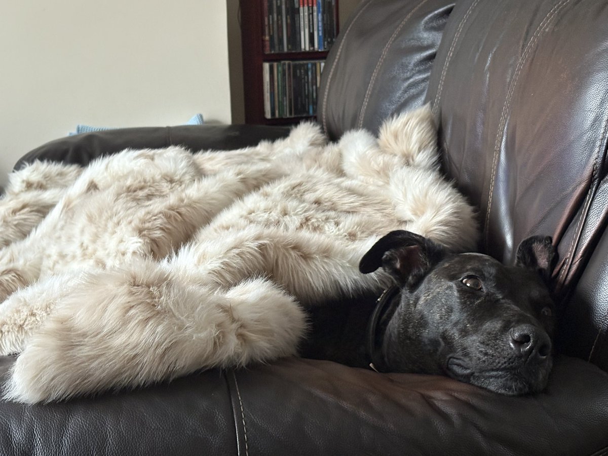 Zippy (@zippy_rainbow77) on Twitter photo Official <a href="/RadioBayside/">Bayside Radio</a> Monday beat dog dog patiently waiting for the second hour <a href="/CraigHughes123/">CraigHughesUpholstery</a> Official <a href="/RadioBayside/">Bayside Radio</a> Monday beat dog dog patiently waiting for the second hour <a href="/CraigHughes123/">CraigHughesUpholstery</a>