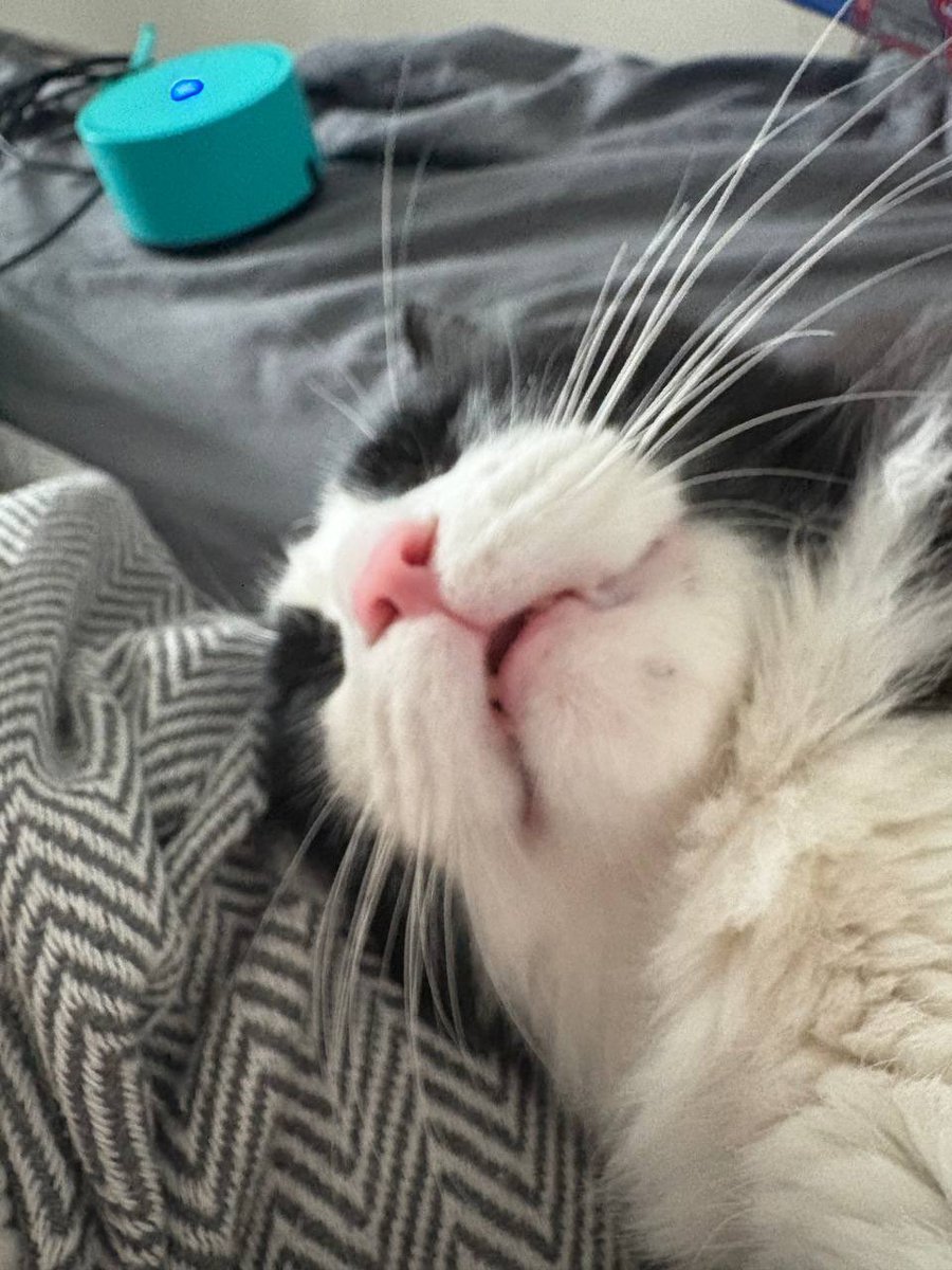 СИЛА ТВИТТЕРА СОС с 17 по 31 августа меня в Москве не будет, может кто-нибудь сможет приютить кота моего?🙏🏽🥺 в передержку боюсь, потому что начиталась мего плохих историй, а пацан у меня мего контактный и ему нужна любовь