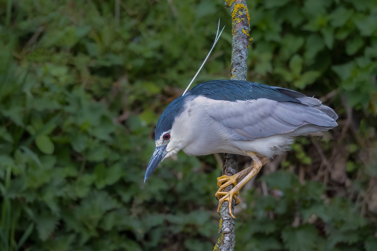 Night Heron.....taken recently #herons