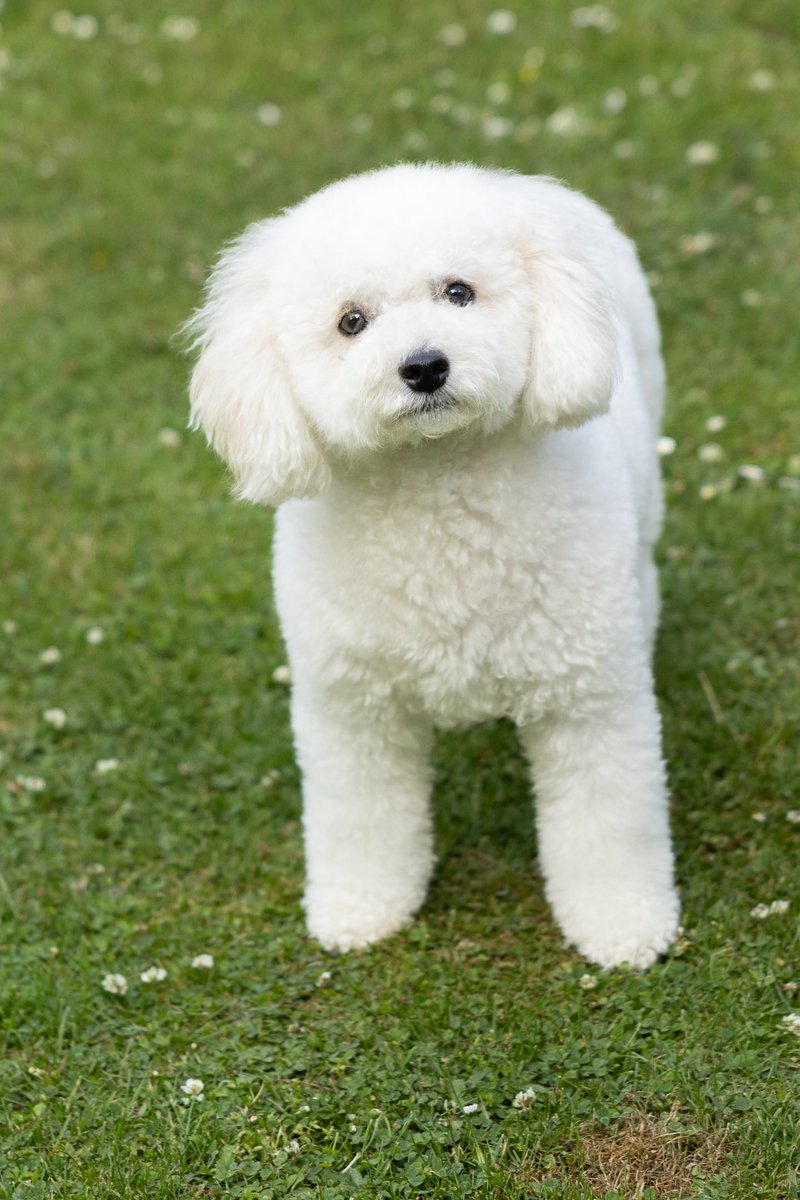 I’d like to start a campaign for my baby Miley (middle name Madge) to be the new Ramsay Street dog when <a href="/neighbours/">Neighbours</a> is saved. She is FULLY CRATE TRAINED folks #Neighbours #SaveNeighbours