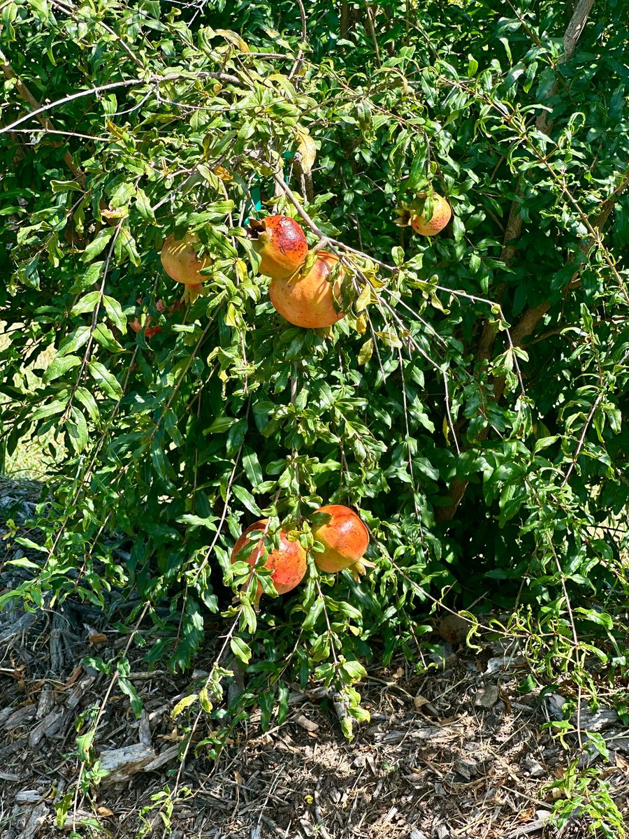 Main St Pomegranate tweet media