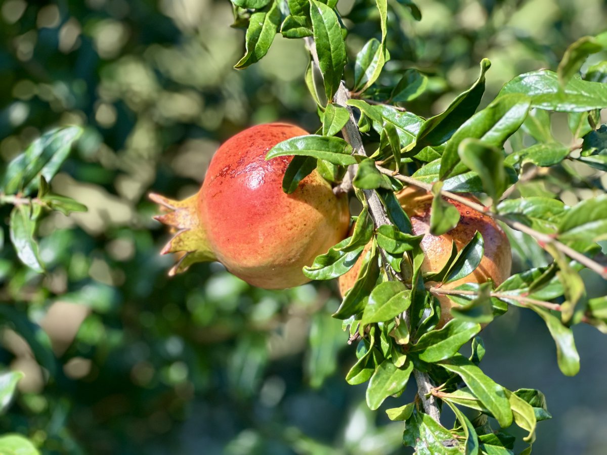 Main St Pomegranate tweet media