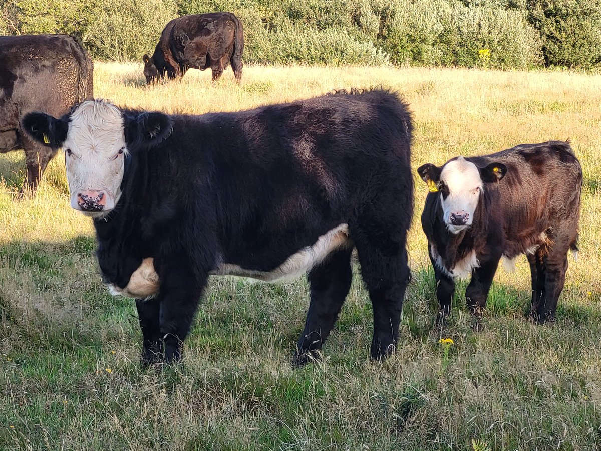 holiday doodle for mondayyy, I went on a walk along a cliff and saw some cows :3