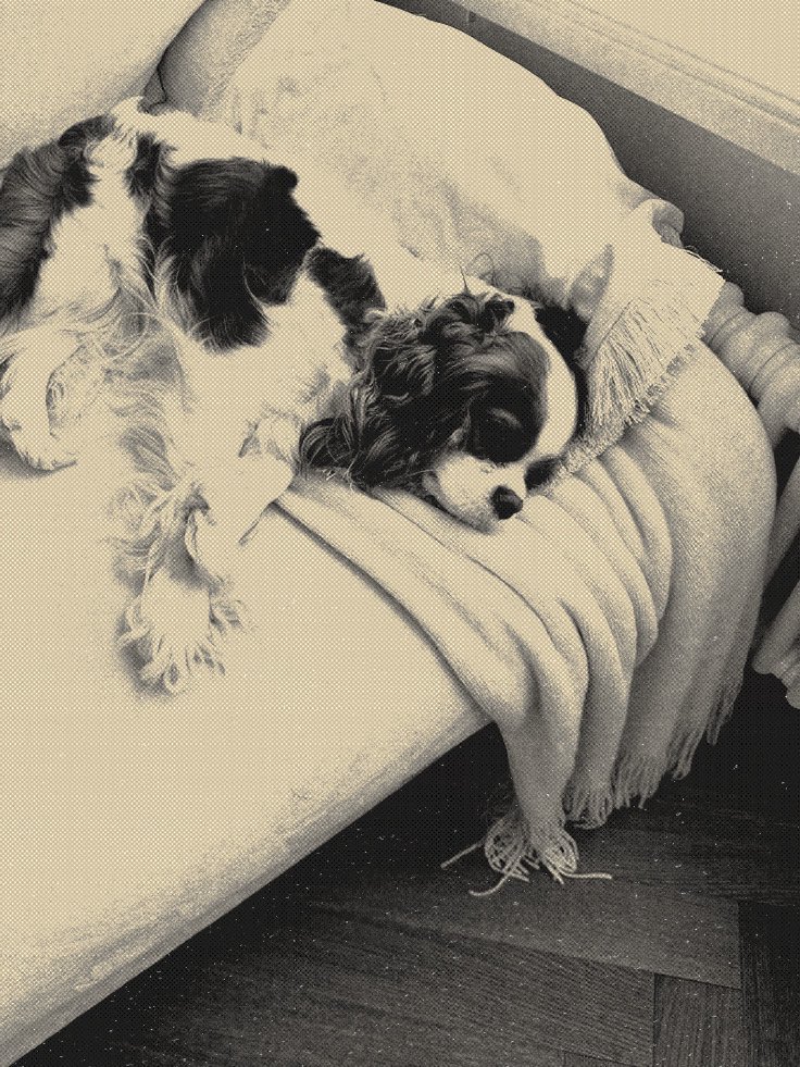 ᅠ ⋆ ‎ᅟ݁ᅟ ᅟ 𝓬̲𝒂𝒍𝒊𝒏𝒆ᅟ ݁ tweet media