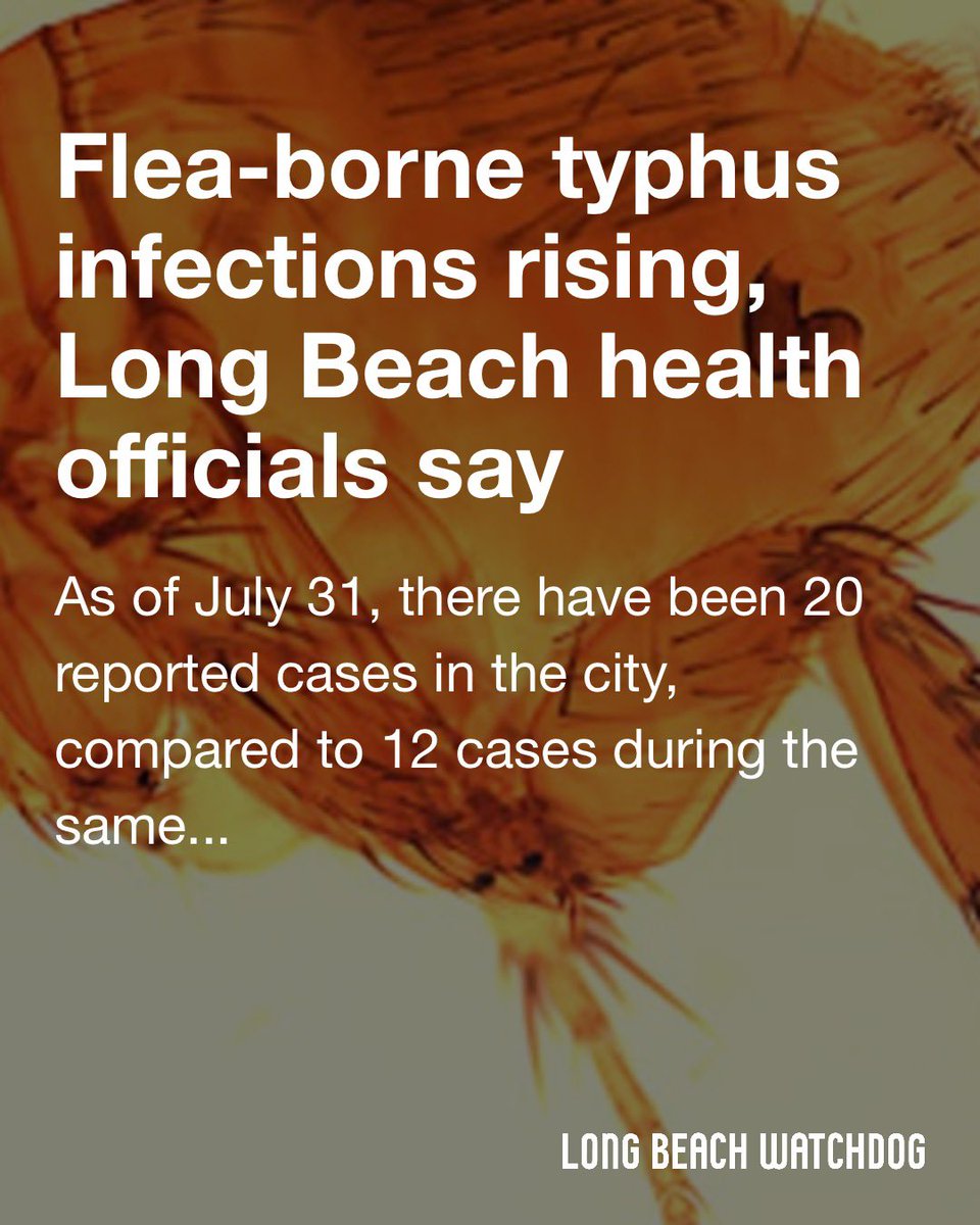 Cases of flea-borne typhus are on the rise throughout Long Beach, city health officials said Monday.

Read more on the Watchdog. lbwatchdog.com/flea-borne-typ…
