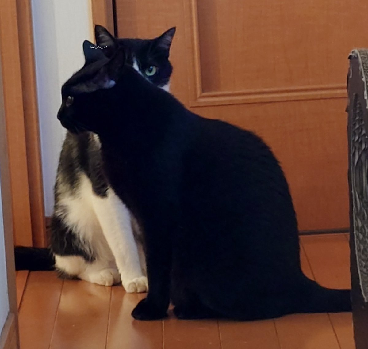 鈴猫🐾_すずねこ_bell_the_cat (@suzu_bell_neko) / X