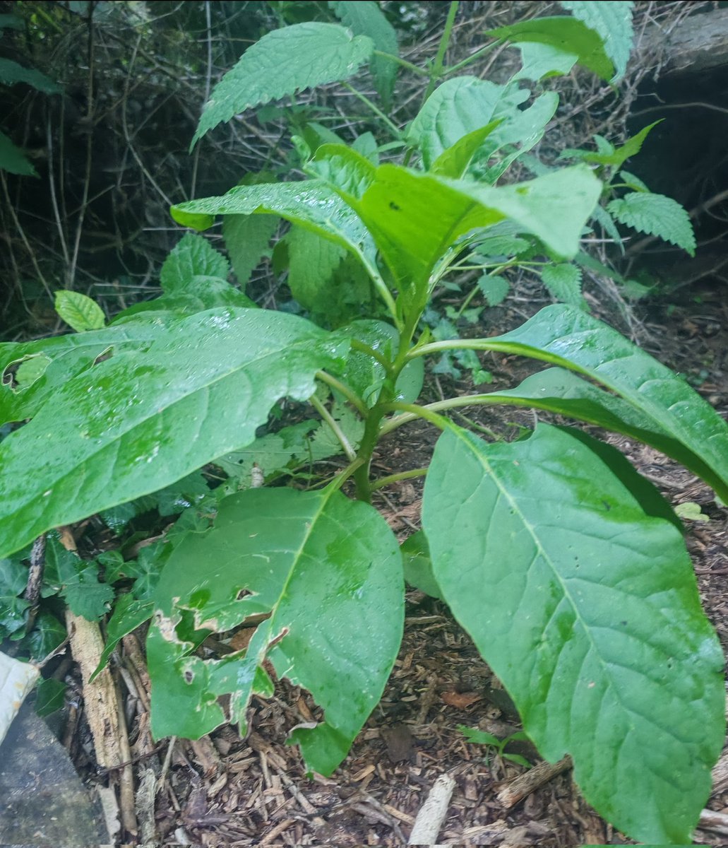 A fascinating discovery at the River Len Nature Reserve. A likely bird-sown Pokeweed (Phytolacca sp.) has appeared in an area of disturbed ground. As the plant matures it may be possible to determine the species.<a href="/BSBIbotany/">BSBI: Botanical Society of Britain & Ireland</a> <a href="/Love_plants/">Plantlife</a> <a href="/KentFieldClub/">Kent Field Club</a> <a href="/KentWildlife/">Kent Wildlife Trust</a> <a href="/FlowerdewBob/">Bob Flowerdew</a>