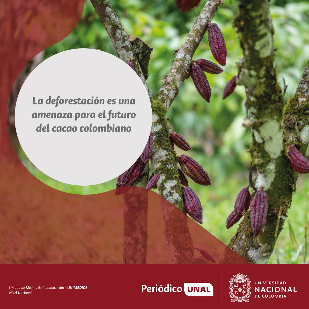 #PeriodicoUNAL | El cacao vive un boom histórico en Colombia, precios de +130 % desde 2022 sin embargo, la deforestación amenaza su futuro. Expertos alertan que cultivarlo bajo bosques es clave para enfrentar el cambio climático.
 
ow.ly/NcOn50WzHk7