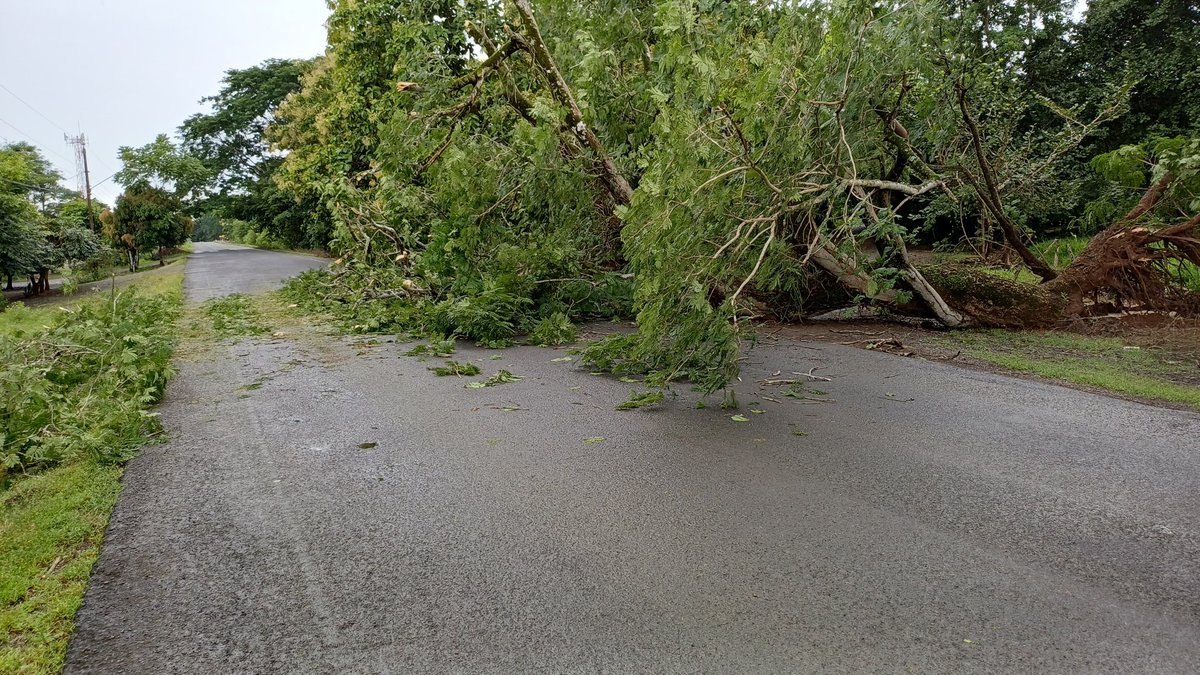 En #LosSantos, personal del <a href="/BCBRP/">Bomberos De Panamá</a> realiza corte y remoción de árbol que cae sobre la via entre el Cacao y Las Flores en Tonosí. <a href="/Traficasos/">Traficasos Panamá</a> <a href="/policiadepanama/">Policía Nacional</a>