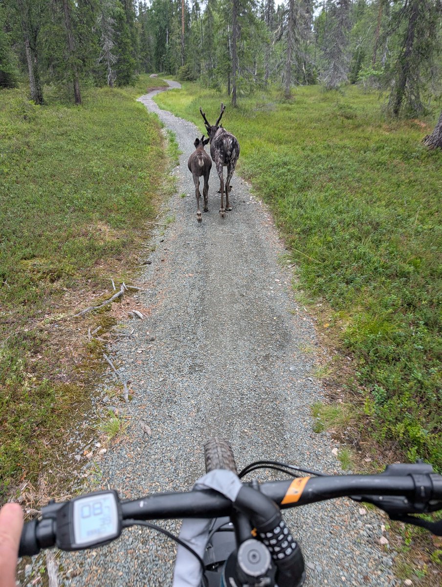 Tänään opin samaistumaan helsinkiläisen pyöräilijän tuskaan #ylläs