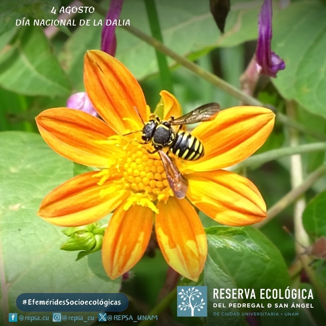 4 de agosto
#DíaNacionalDeLaDalia 🌼
#EfeméridesSocioecológicas

Consulta más 👉🏽: bit.ly/3gI5Tz7

🌋 Medidas de convivencia con el entorno ✨: bit.ly/45BvMs9

Fotos por Colaboradorus REPSA 🤠: Ianka GC, Marco PS y Jess HJ

#CUhogarDeVidaSilvestre #Nativa.