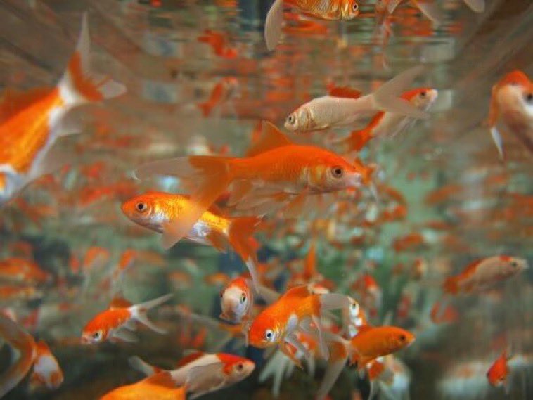 FaZe Adapt plans on buying 50 Goldfish from the pet store to free them into the ocean so they can swim freely ❤️