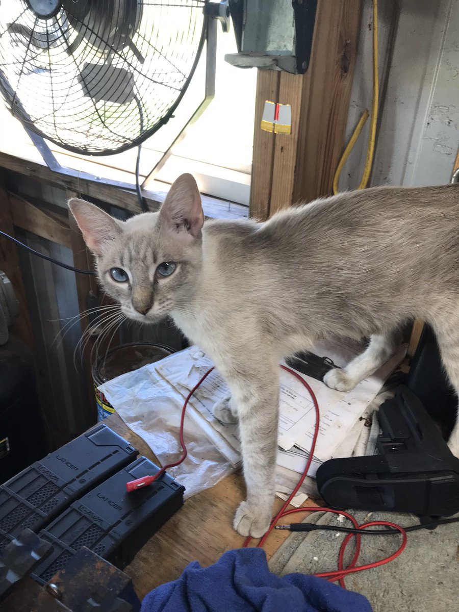 She has good genes white with blue eyes she just doesn’t have actual jeans 🤣😂🤣