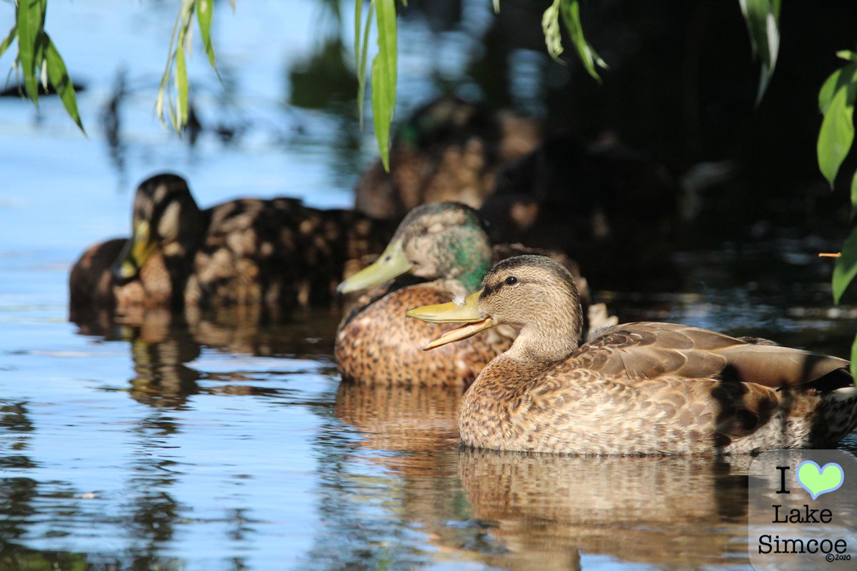 A local Duckie Club at Lake Simcoe for #MallardMonday 🗨️🦆