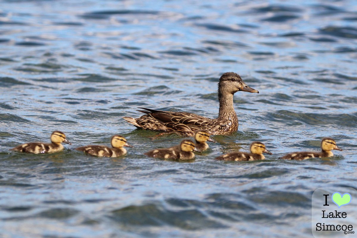 I recently observed an adorable family of ducklings and their Mom on Lake Simcoe. 🌊

I will be posting new photos of their little adventures every day this week. Stay tuned!

🦆🐤🐤🐤🐤🐤🐤
#MallardMonday