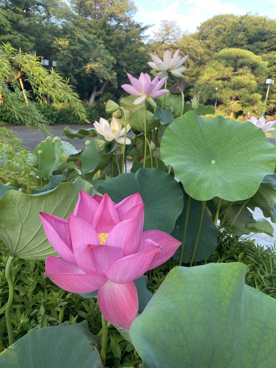 おはよう弘法寺ございます
ロータスがナイスですね
